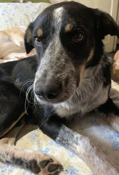 regalo 4 cani tre maschi castrati e una femmina 