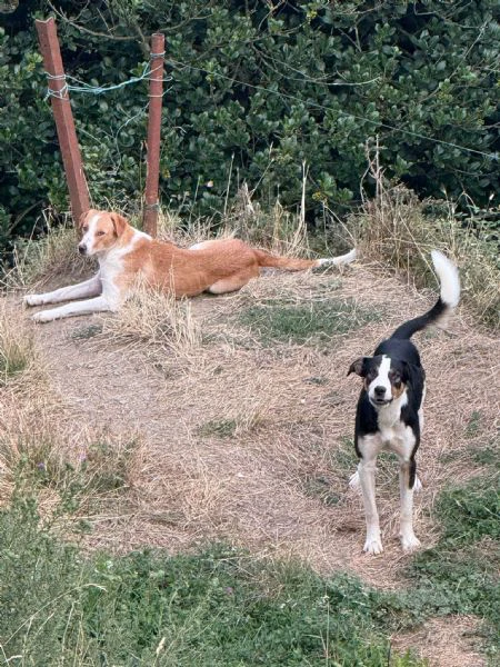regalo 4 cani tre maschi castrati e una femmina  | Foto 2