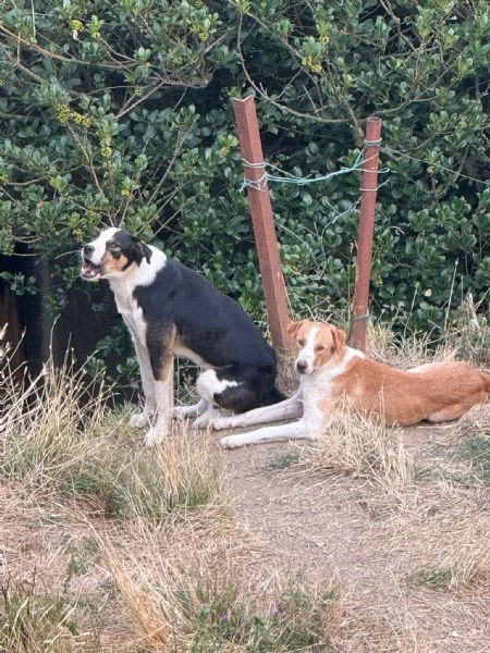 regalo 4 cani tre maschi castrati e una femmina  | Foto 1