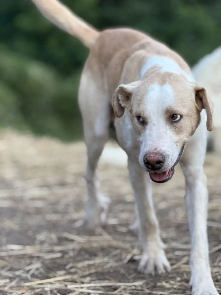 regalo 4 cani tre maschi castrati e una femmina  | Foto 0