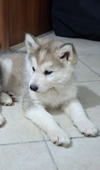 cucciola di husky