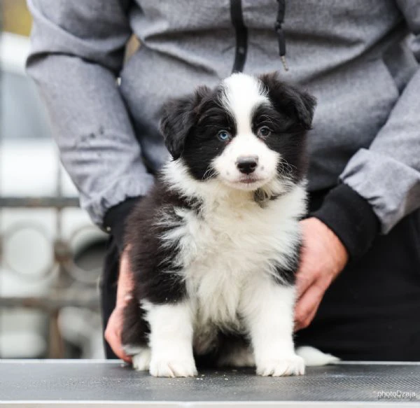 border collie – cuccioli | Foto 6
