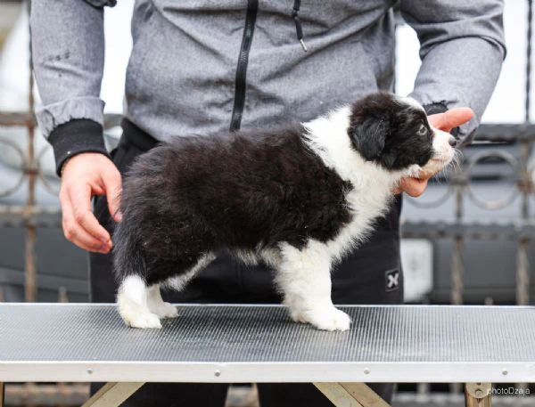 border collie – cuccioli | Foto 5