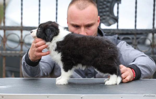 border collie – cuccioli | Foto 4