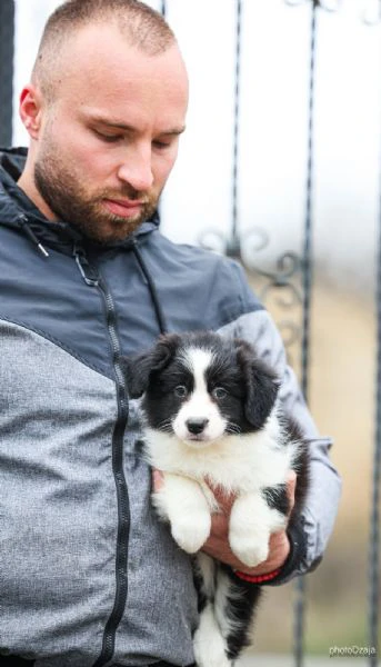 border collie – cuccioli | Foto 2