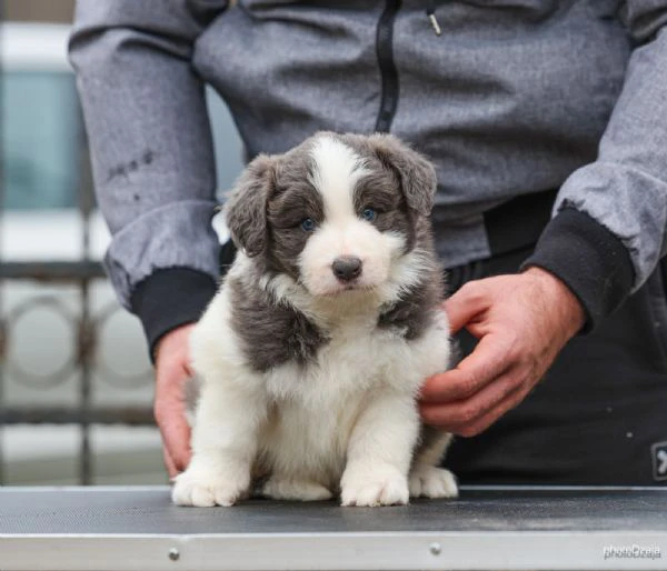 border collie – cuccioli | Foto 1