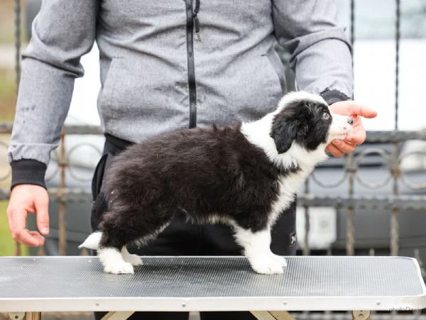 border collie – cuccioli | Foto 0