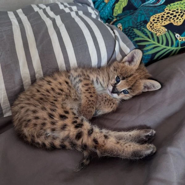 serval eccezionale: l'eleganza della savana a casa tua | Foto 4