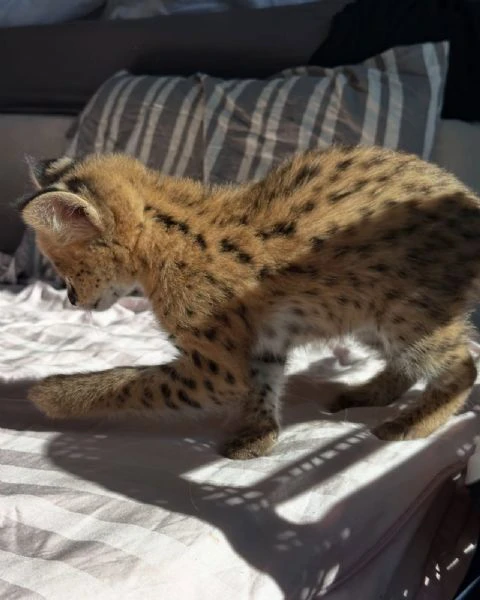 serval eccezionale: l'eleganza della savana a casa tua