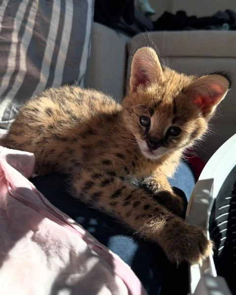 serval eccezionale: l'eleganza della savana a casa tua | Foto 3