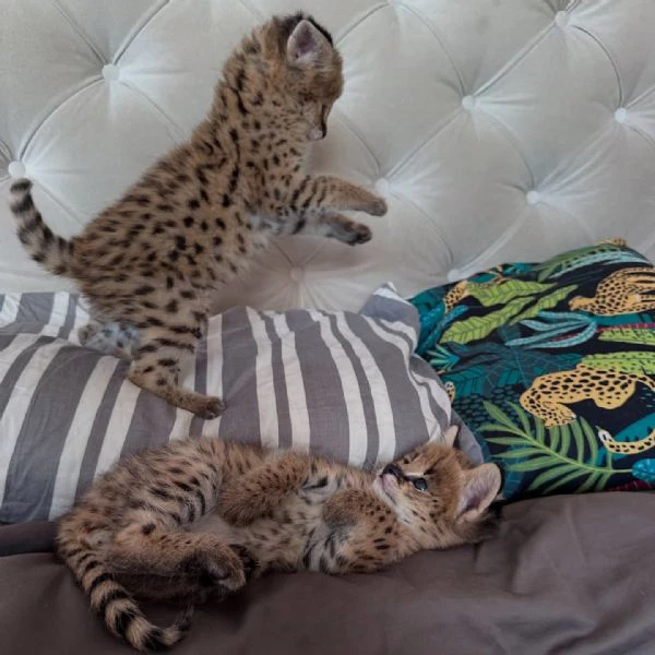 serval eccezionale: l'eleganza della savana a casa tua | Foto 1