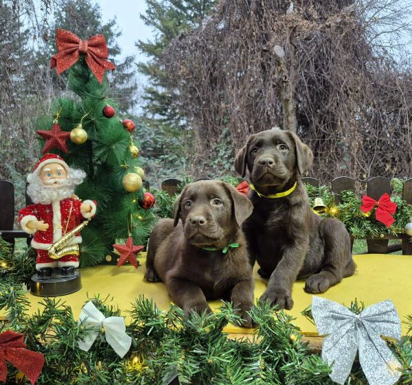 cuccioli di labrador retriever cioccolato | Foto 3