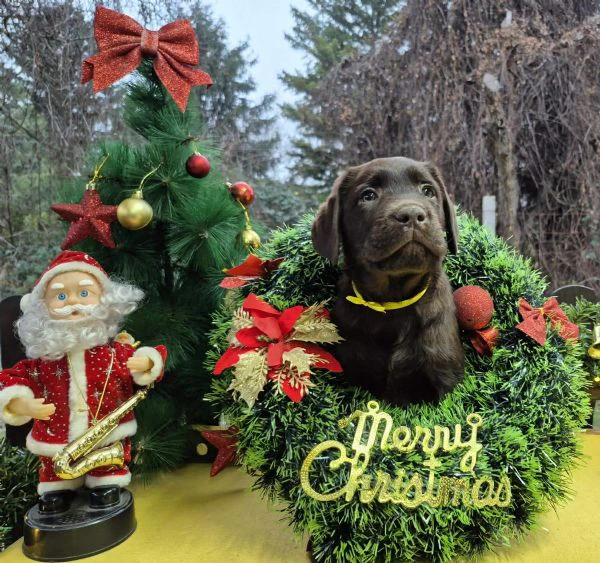 cuccioli di labrador retriever cioccolato | Foto 1