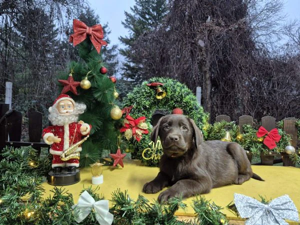 cuccioli di labrador retriever cioccolato