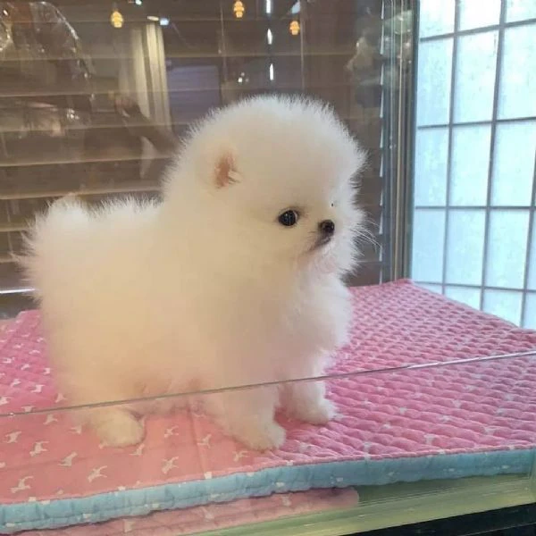 due adorabili cuccioli di pomerania in vendita | Foto 1
