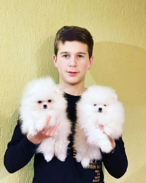 due adorabili cuccioli di pomerania in vendita | Foto 0