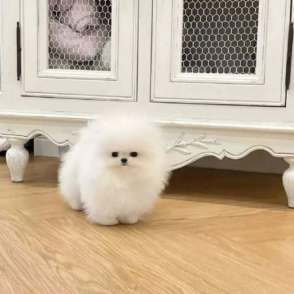 due adorabili cuccioli di pomerania in vendita