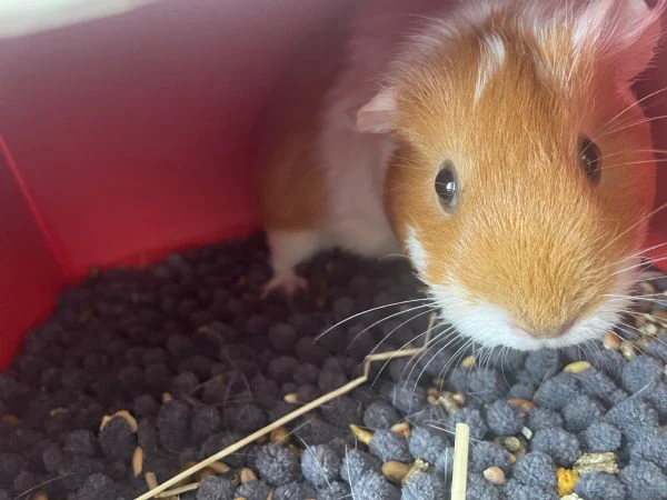 vendo due porcellini d’india  | Foto 5