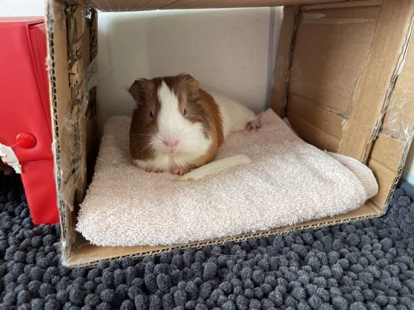 vendo due porcellini d’india  | Foto 3