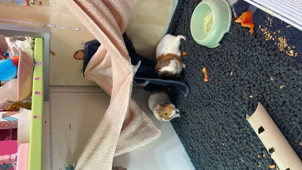 vendo due porcellini d’india 