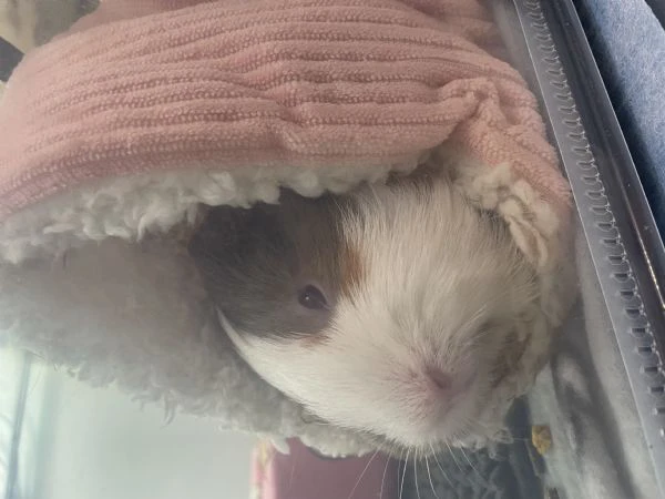 vendo due porcellini d’india  | Foto 2