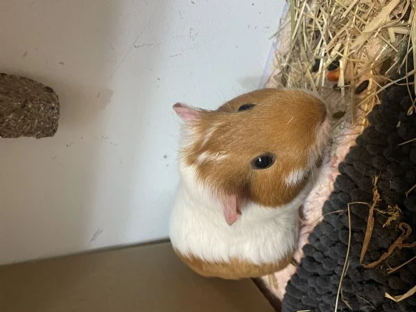 vendo due porcellini d’india  | Foto 1