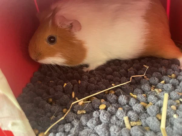 vendo due porcellini d’india  | Foto 0