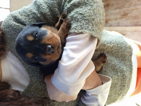 cuccioli rottweiler  | Foto 6