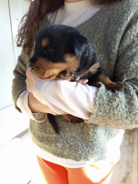cuccioli rottweiler  | Foto 5