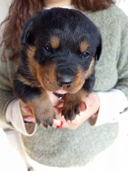 cuccioli rottweiler  | Foto 2