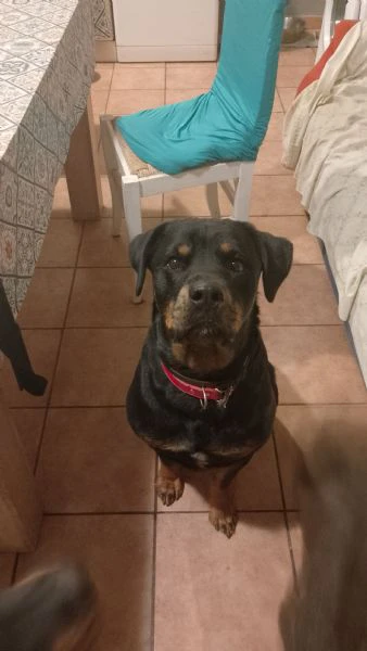 cuccioli rottweiler  | Foto 0