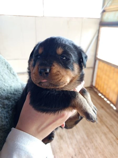 cuccioli rottweiler 