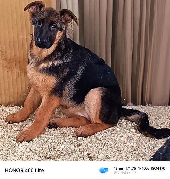 cuccioli di pastore tedesco  | Foto 6