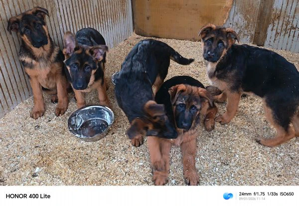 cuccioli di pastore tedesco  | Foto 4