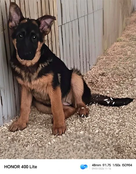 cuccioli di pastore tedesco  | Foto 3