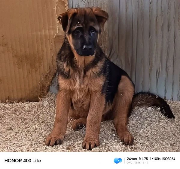 cuccioli di pastore tedesco  | Foto 2