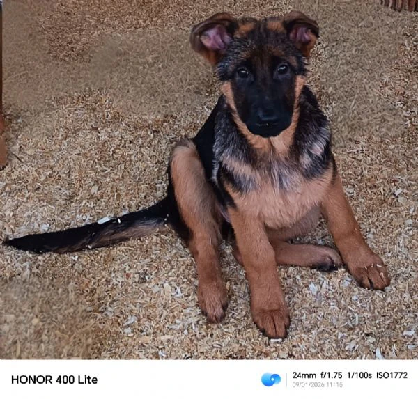 cuccioli di pastore tedesco  | Foto 1