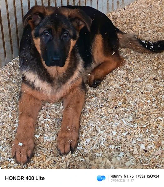 cuccioli di pastore tedesco  | Foto 0