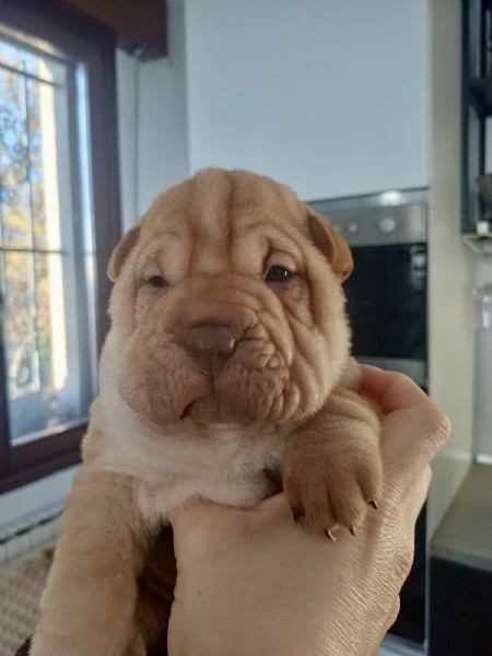 vendo cuccioli di shar pei - 2 mesi