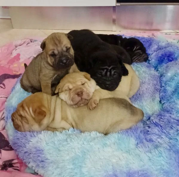 vendo cuccioli di shar pei - 2 mesi | Foto 2