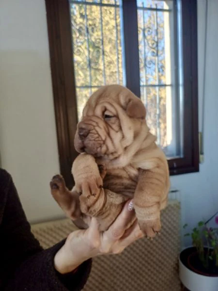 vendo cuccioli di shar pei - 2 mesi | Foto 1
