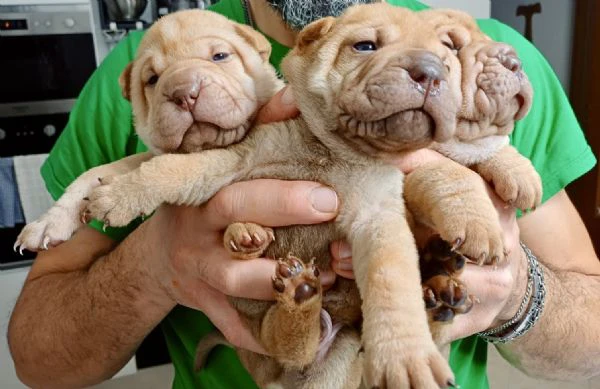 vendo cuccioli di shar pei - 2 mesi | Foto 0