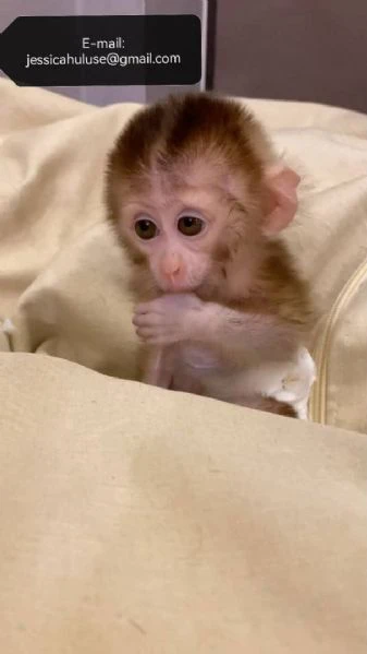 adorabili scimmie cappuccine in cerca di adozione.