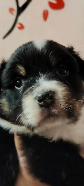 cuccioli di pastore australiano 