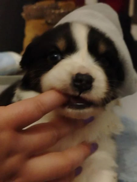 cuccioli di pastore australiano  | Foto 6
