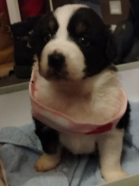 cuccioli di pastore australiano  | Foto 5