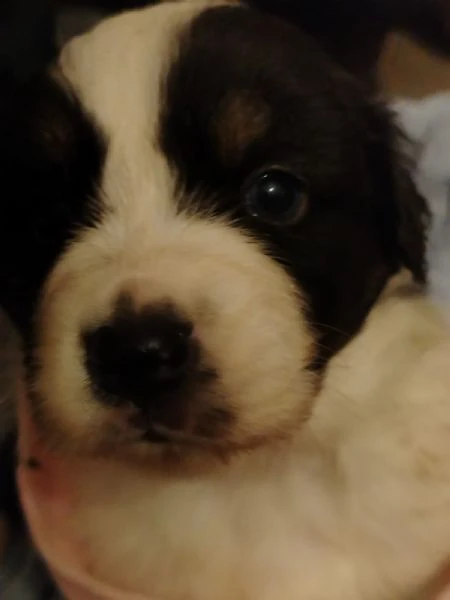 cuccioli di pastore australiano  | Foto 4