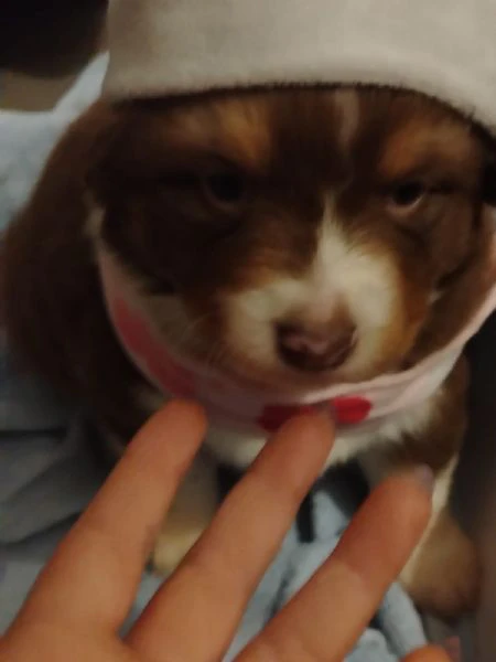 cuccioli di pastore australiano  | Foto 3