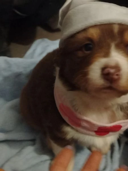 cuccioli di pastore australiano  | Foto 2