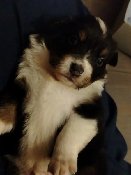 cuccioli di pastore australiano  | Foto 1